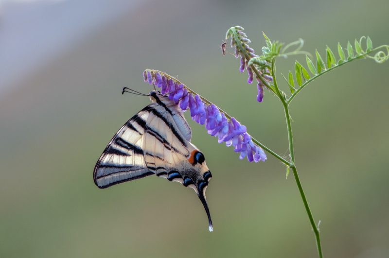 shutterstock_1357854956